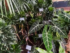 -北京植物园-展览温室