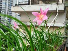 -俏巴渝·家宴·生日宴(锦绣城店)