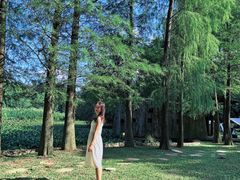 -南宁良凤江国家森林公园