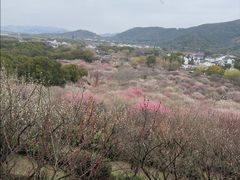 -香雪海