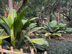 -中国科学院西双版纳热带植物园