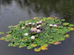 -北京植物园-展览温室