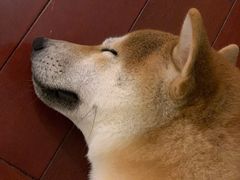 -喜柴咖啡·柴犬狗咖