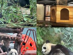 -青藏高原野生动物园