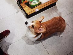-FAELING PETS美天灵宠物(富力广场店)