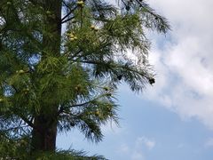 -广富林郊野公园