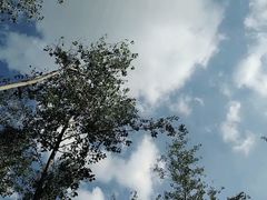 -合肥滨湖国家森林公园