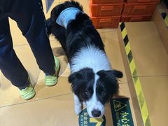 -MARSMART PETS火星宠物超市(1733店)