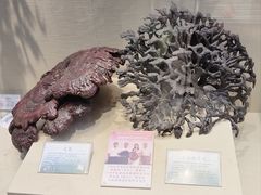 -广东中医药博物馆