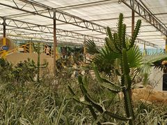 -南宫五洲植物乐园