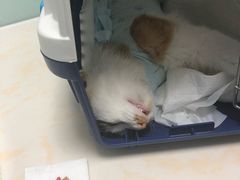-纳吉亚猫专科动物医院博雅分院