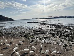 -烟墩角天鹅湖