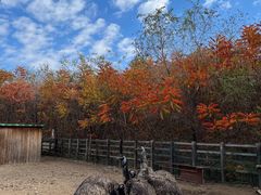 -沈阳鸟岛