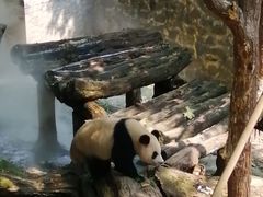 -都江堰中华大熊猫苑