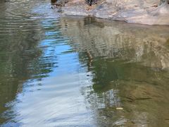-海南霸王岭国家森林公园