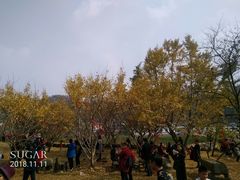 -千年银杏谷文化旅游区