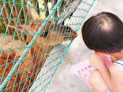 -西霞口神雕山野生动物世界