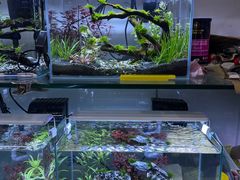 -青石桥花鸟鱼虫市场(叠翠城店)