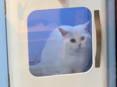 -悠尼宠物·独立低压伊珊娜洗护·美容·寄养(兰谷路店)