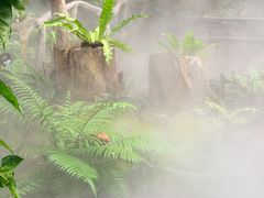 -呀诺达热带雨林