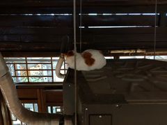 -猫的天空之城概念书店(苏州平江店)