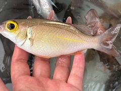 -小猫钓鱼海钓俱乐部(椰梦长廊店)