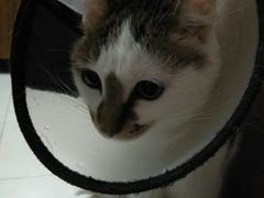 -佳怡动物医院·平价24小时·猫专科骨外科