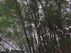 -小洲村