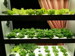 -莫奈花园餐厅(麦迪逊花园店)