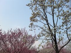 -梅花山(明孝陵内)