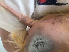 -谐和益家动物医院·免疫绝育·血液透析·宠保定点医院(高新伊藤分院)