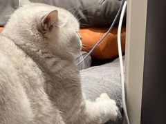 -帕帕拉兹宠物(亚洲旗舰店)