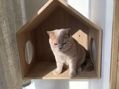 -Catmate·猫肥家润(金润铂宫店)
