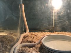 -上海大自然野生昆虫馆(东方明珠·爬宠昆虫探索中心)