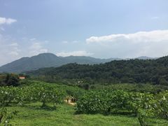 -田野绿世界