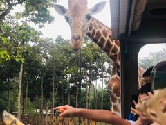 -清迈夜间动物园