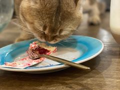 -共舞时光猫咖·狗咖(新街口店)