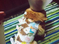 -米苏动物医院·犬猫专科·骨科外科内窥镜