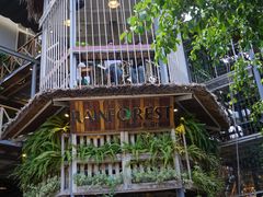 -Rainforest