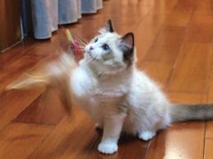 -lincat·猫舍(广州店)