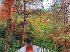 -大余丫山旅游度假区