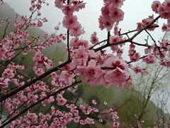 -石塘人家