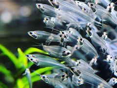 -迪拜水族馆及水下动物园