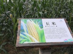 -田园东方蜜桃村的田野营地