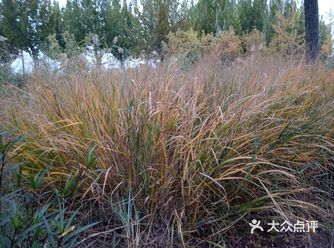 粉黛杂籽草区域也成为了网红打卡之处