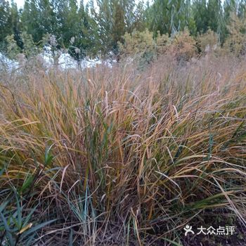 粉黛杂籽草区域也成为了网红打卡之处