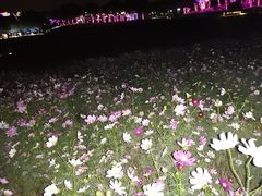 -大塘金香草谷