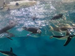 -珠海长隆海洋王国