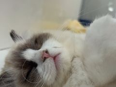 -1013 PET SHOP精品宠物商店(丁香店)