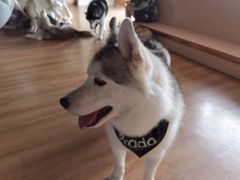 -Husky Go! 哈士奇体验馆·宠物咖啡厅狗咖